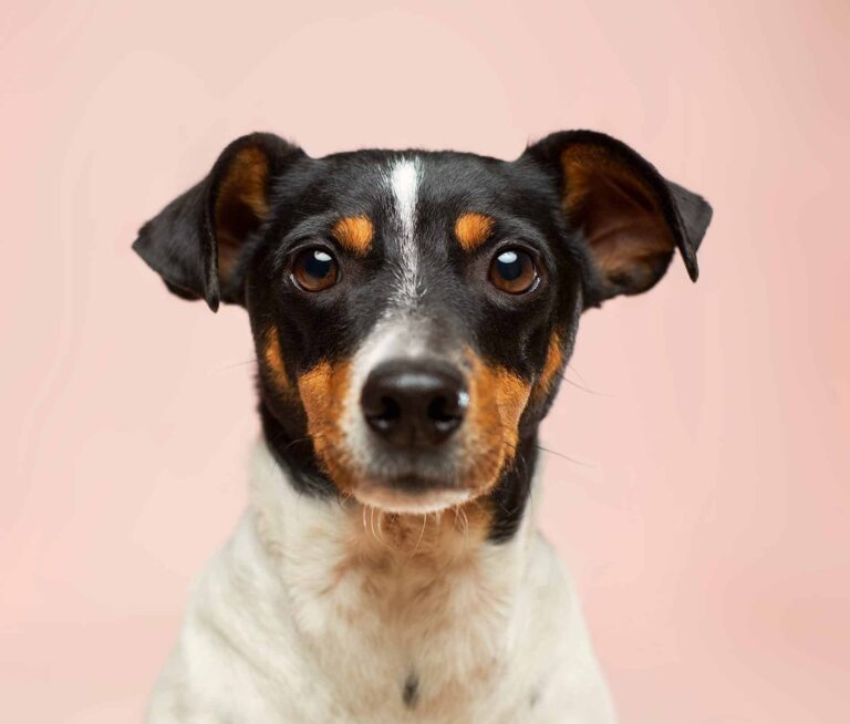 Orthopädische Hundebetten – wann macht die Anschaffung Sinn?